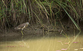 Indian Pond Heron