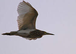 Indian Pond Heron