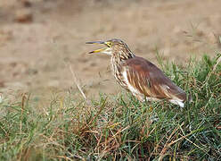 Indian Pond Heron