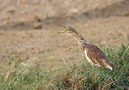 Indian Pond Heron