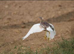 Indian Pond Heron