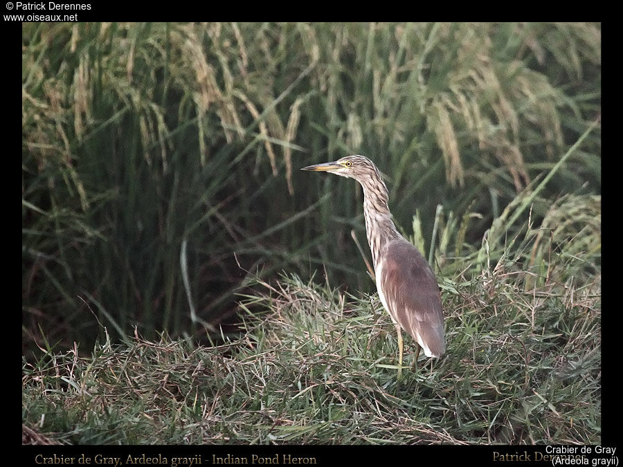 Indian Pond Heron, identification, habitat