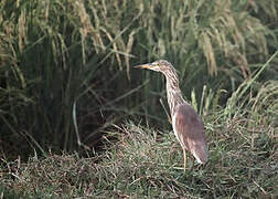 Indian Pond Heron