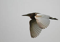 Indian Pond Heron