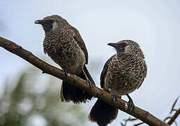 White-rumped Babbler