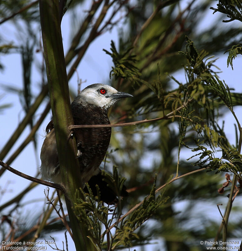 White-rumped Babbleradult, identification