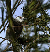 White-rumped Babbler