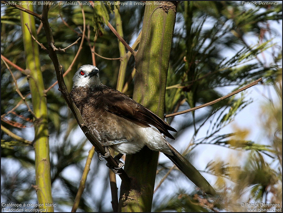 White-rumped Babbler