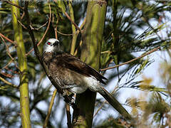 White-rumped Babbler