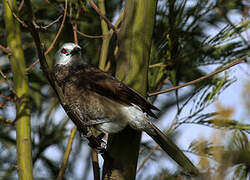 White-rumped Babbler