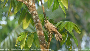 Yellow-billed Babbler