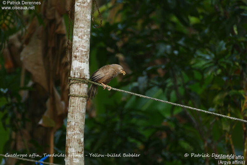 Yellow-billed Babbler, identification, habitat