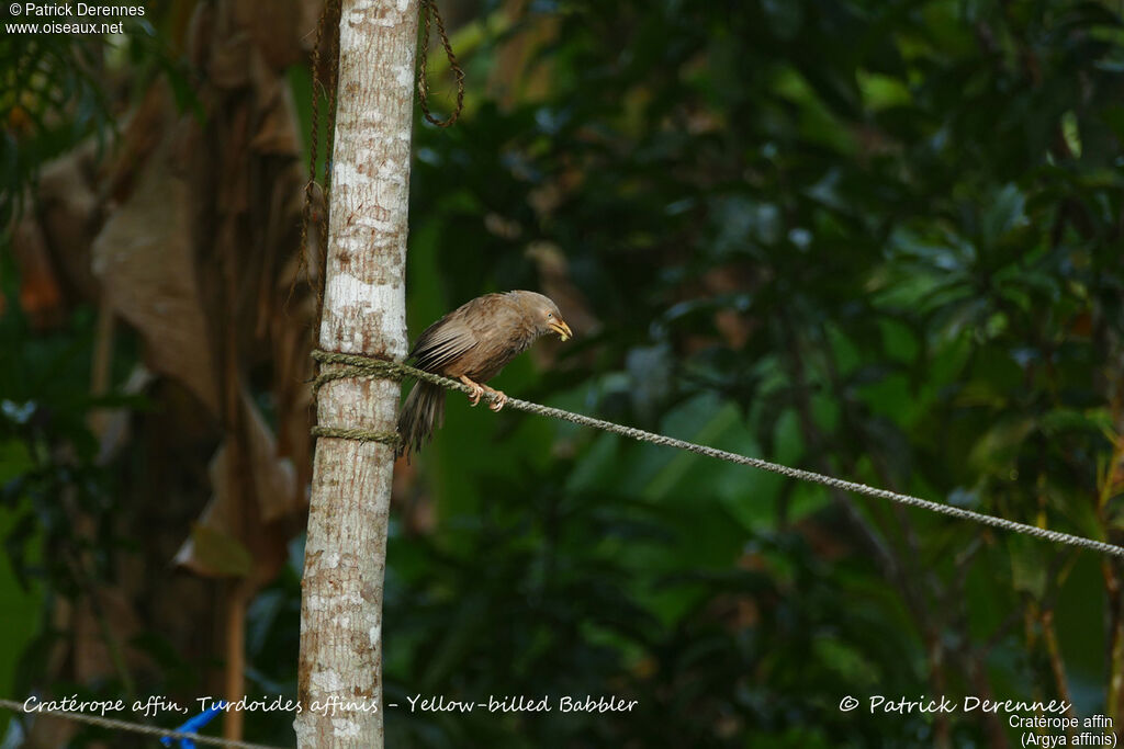 Yellow-billed Babbler, identification, habitat