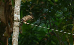 Yellow-billed Babbler