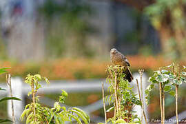 Yellow-billed Babbler