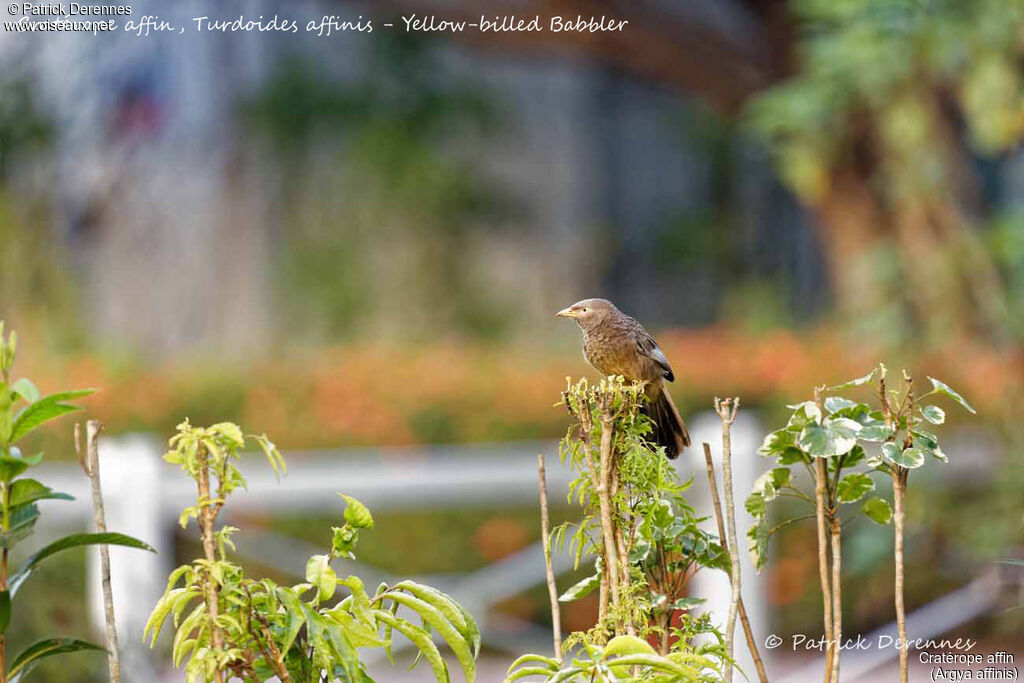 Yellow-billed Babbler, identification, habitat