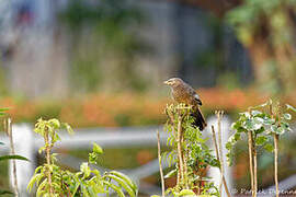 Yellow-billed Babbler