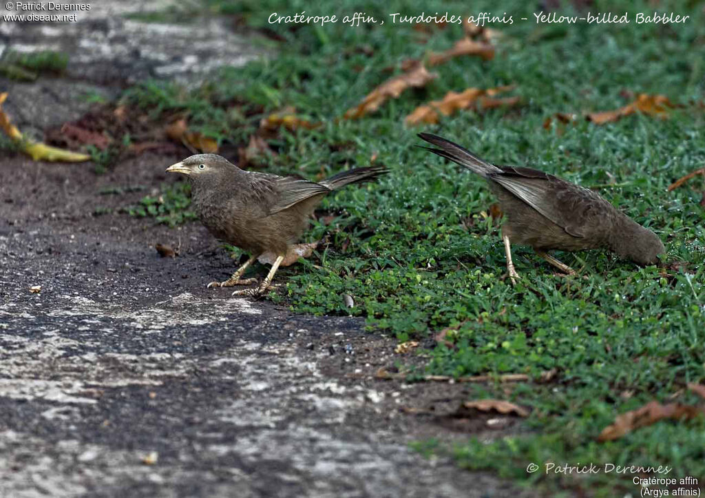 Yellow-billed Babbler, identification, habitat