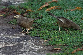 Yellow-billed Babbler