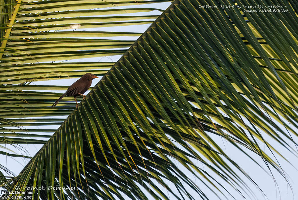 Orange-billed Babbleradult, identification