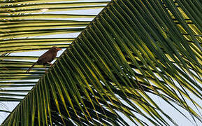 Orange-billed Babbler