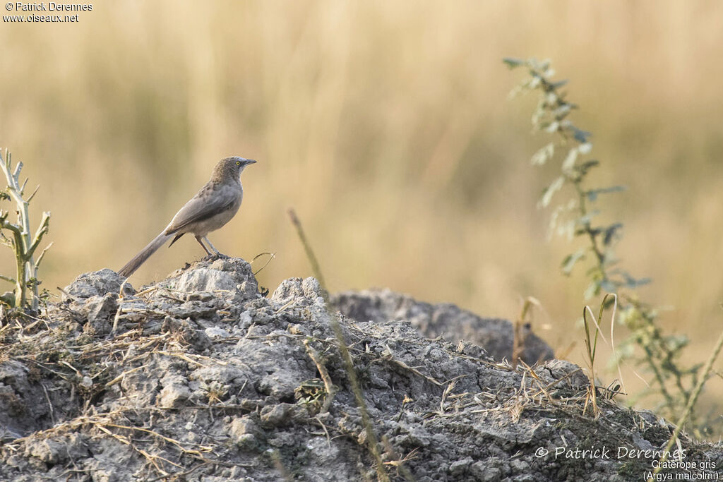 Large Grey Babbler, identification, habitat