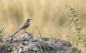 Large Grey Babbler