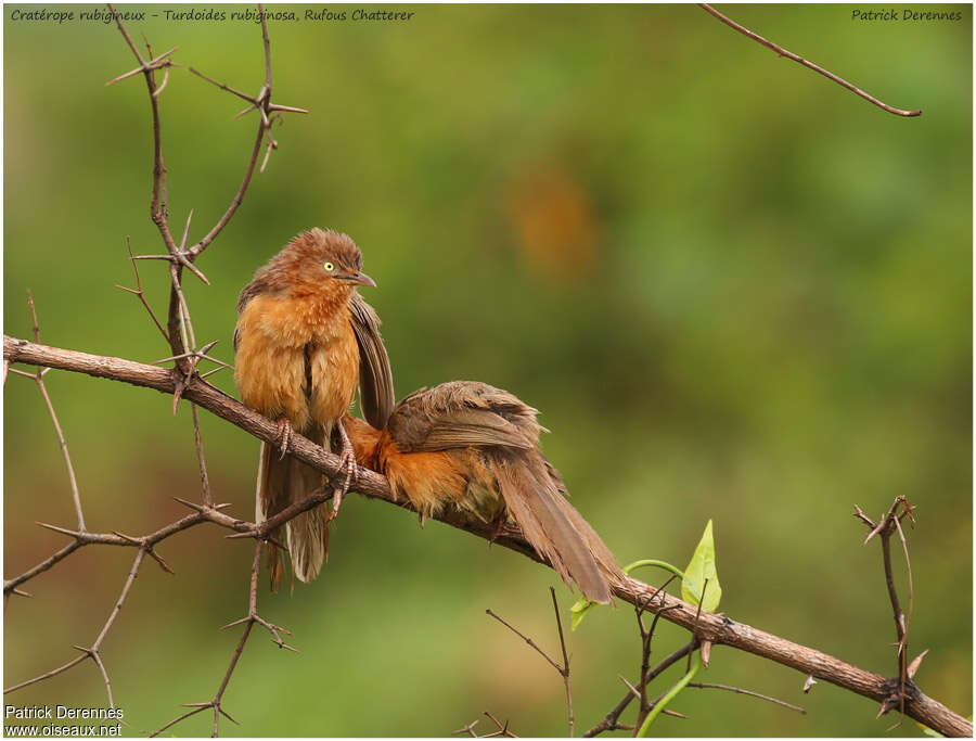 Rufous Chattereradult, Behaviour