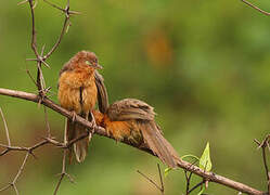 Rufous Chatterer