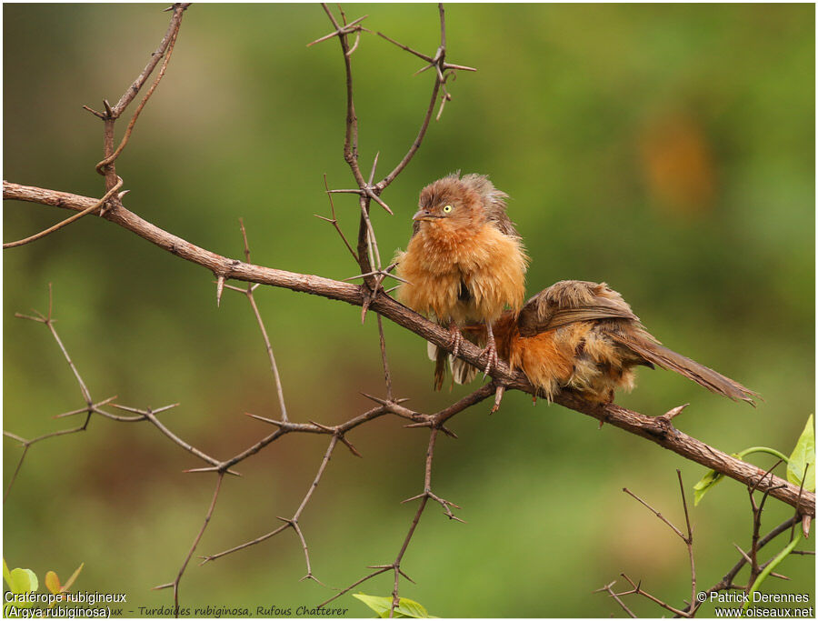 Rufous Chattereradult, identification, Behaviour