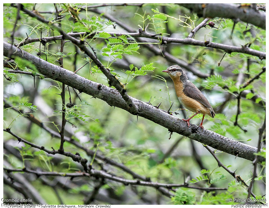 Crombec sittelleadulte, identification