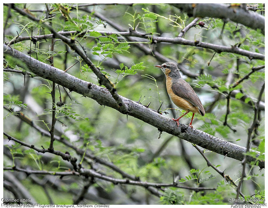 Northern Crombecadult, identification