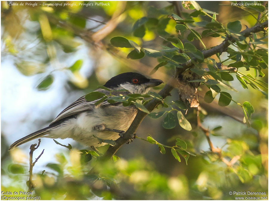 Pringle's Puffbackadult, identification