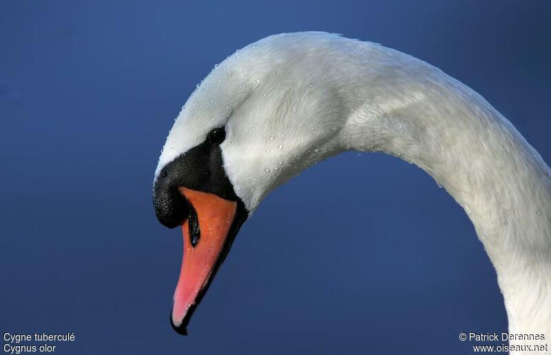 Mute Swan male adult, identification