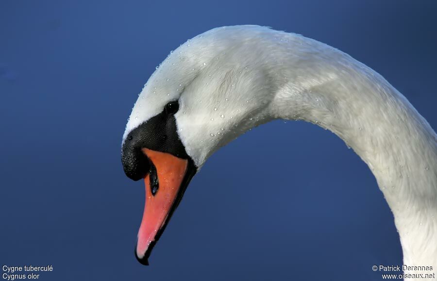 Cygne tuberculé mâle adulte, identification