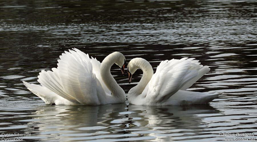 Cygne tuberculé , Comportement