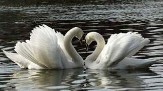 Mute Swan