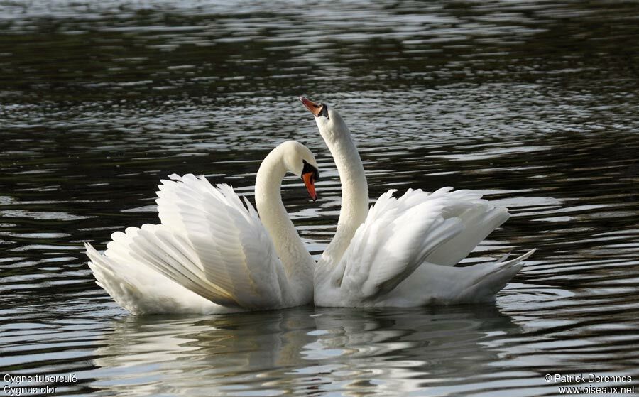 Cygne tuberculé adulte, Comportement