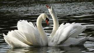 Mute Swan