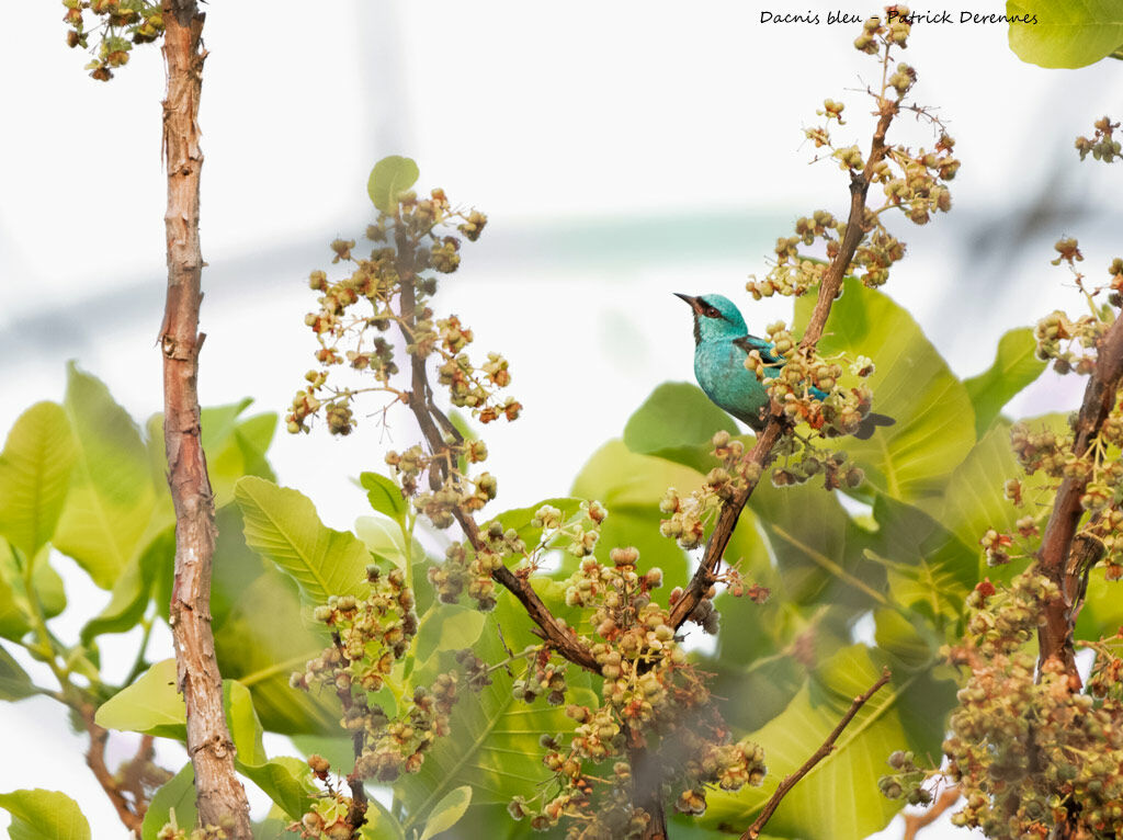 Dacnis bleu, identification, habitat