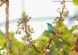 Blue Dacnis