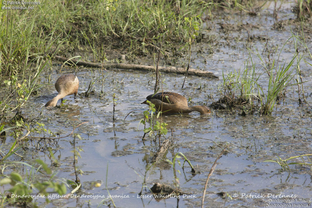 Lesser Whistling Duck, habitat, feeding habits