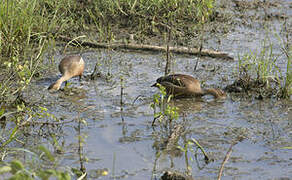 Lesser Whistling Duck