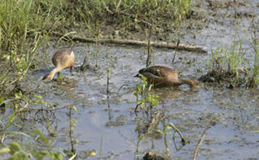 Dendrocygne siffleur