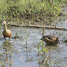 Dendrocygne siffleur