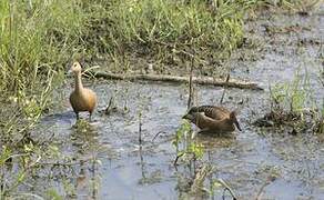 Lesser Whistling Duck