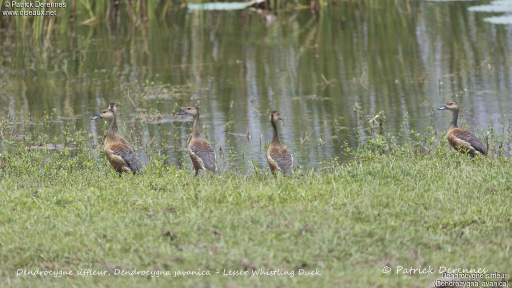 Lesser Whistling Duck, identification, habitat