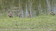 Dendrocygne siffleur