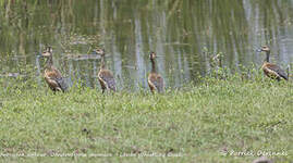 Dendrocygne siffleur