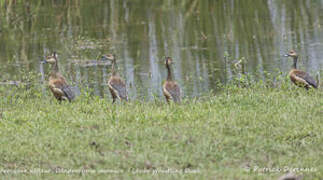 Lesser Whistling Duck